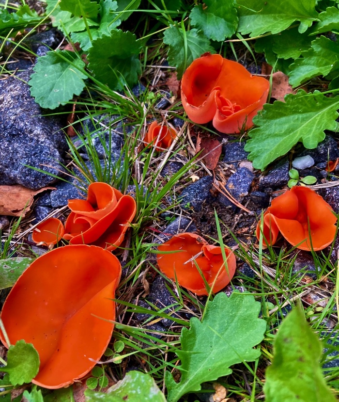 grell oranger Pilz auf Waldboden