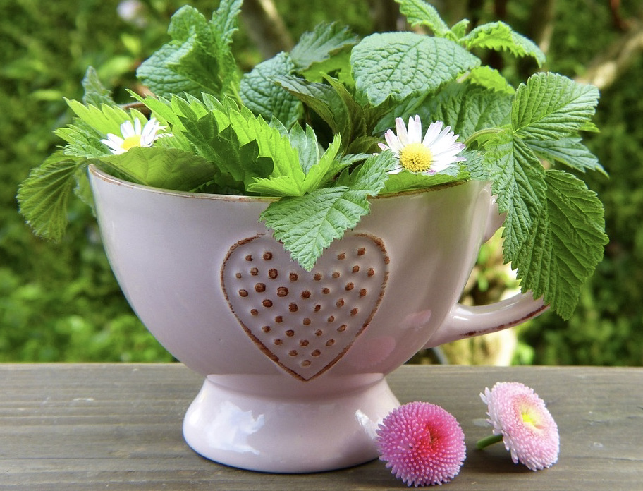 Weisse Keramiktasse mit Herz, gefüllt mit Pfefferminze, Mentha piperita und Gänseblümchen